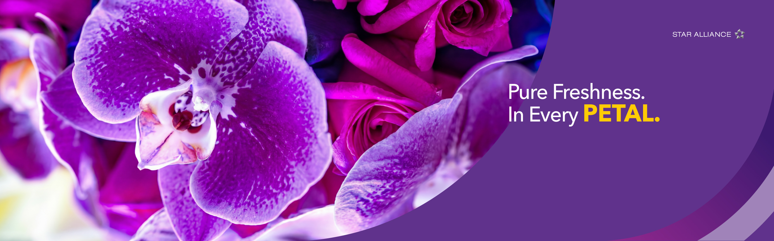 Orchid 